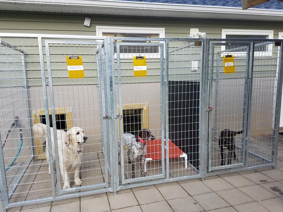 dog boarding kennel
